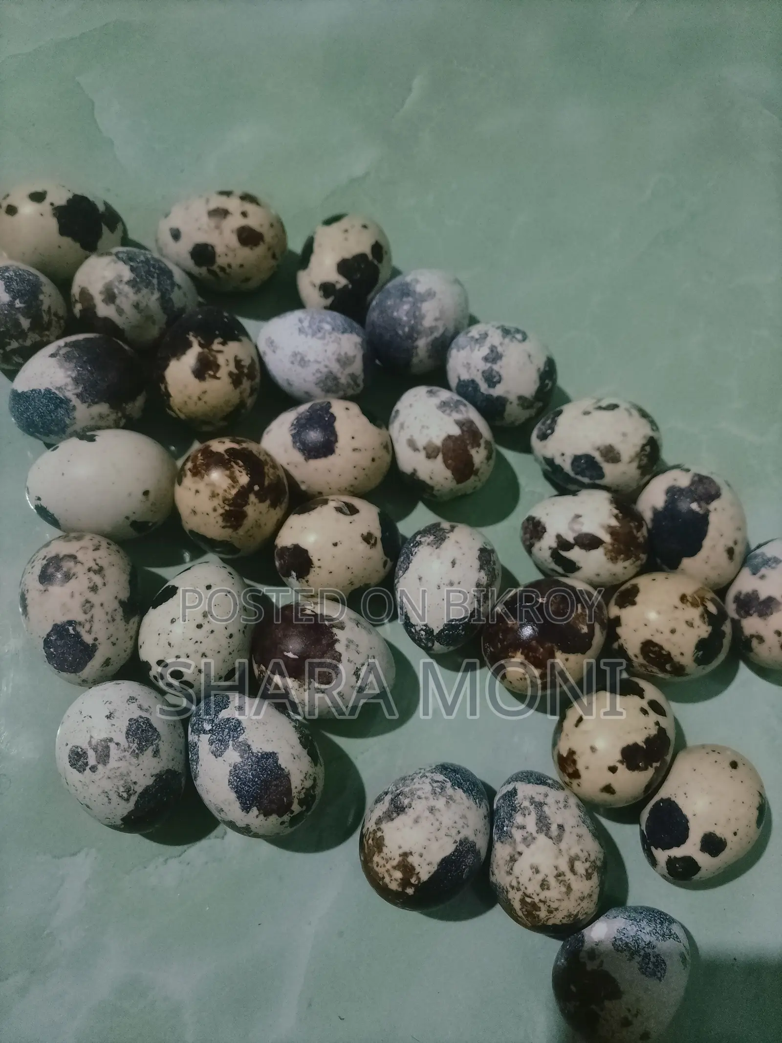 European White Giant Quail Hatching Eggs