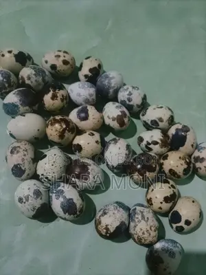 European White Giant Quail Hatching Eggs