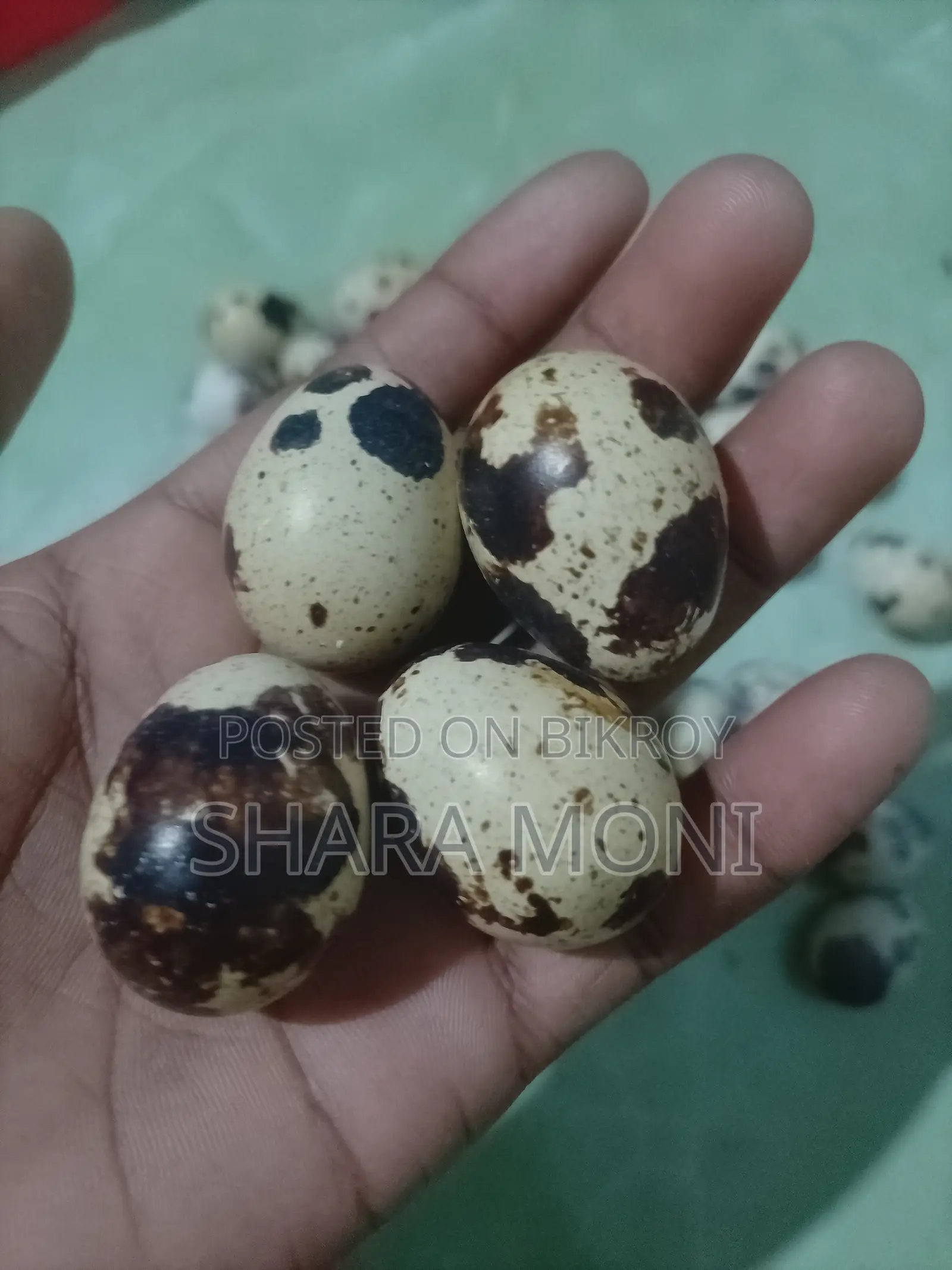 European White Giant Quail Hatching Eggs