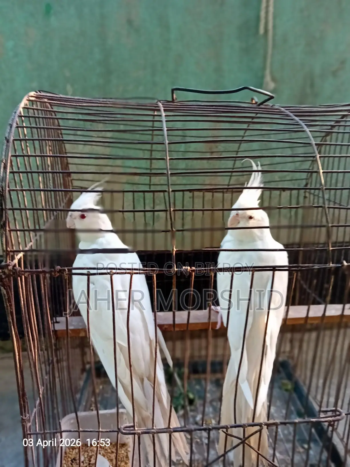 Albino Red Eye Cockatiel pair for sale.
