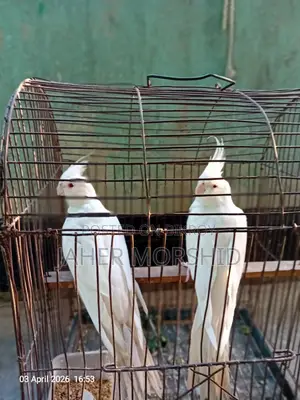 এ্যালবিনো রেড্র আই Albino Red Eye এক জোড়া পিয়ার পাখি বিক্রয় হবে।