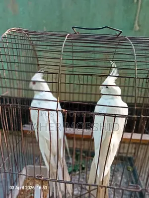 Albino Red Eye Cockatiel pair for sale.