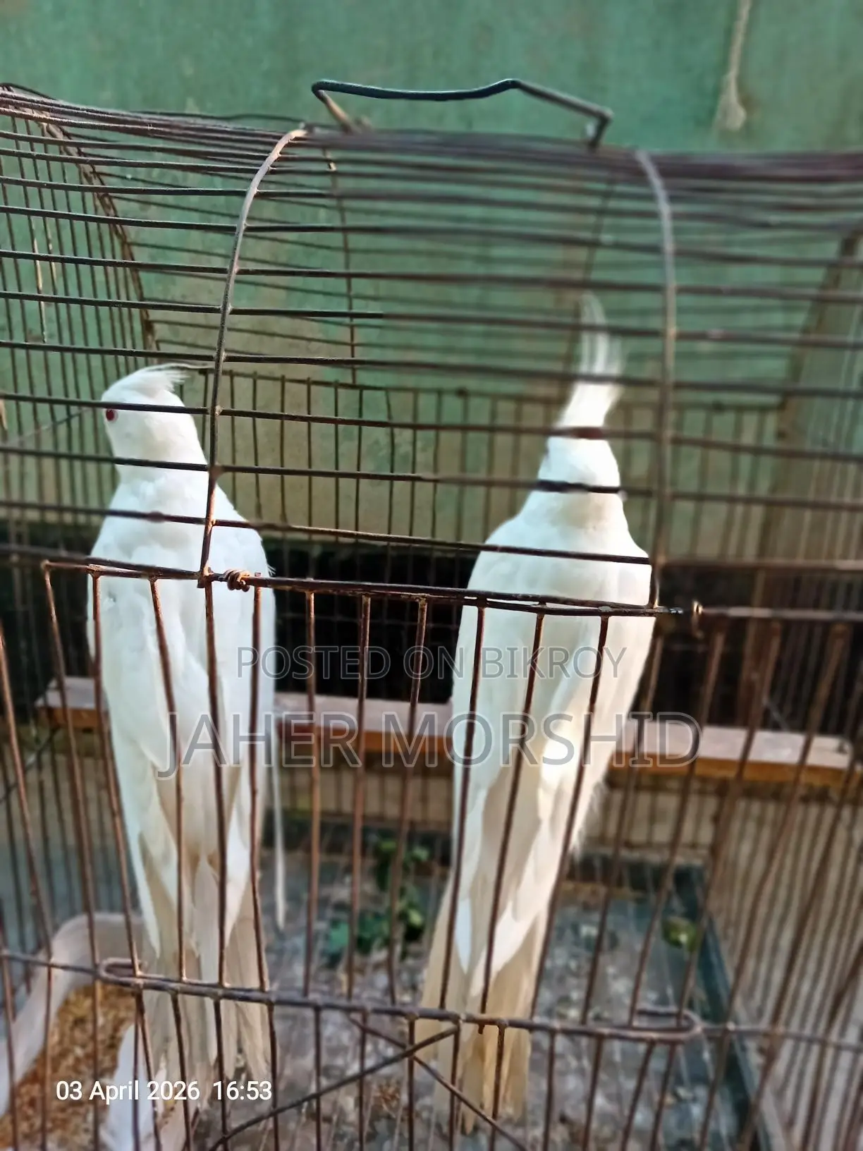 Albino Red Eye Cockatiel pair for sale.