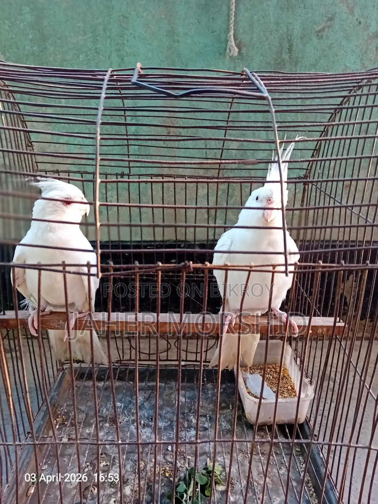 Albino Red Eye Cockatiel pair for sale.