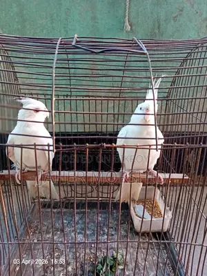 Albino Red Eye Cockatiel pair for sale.