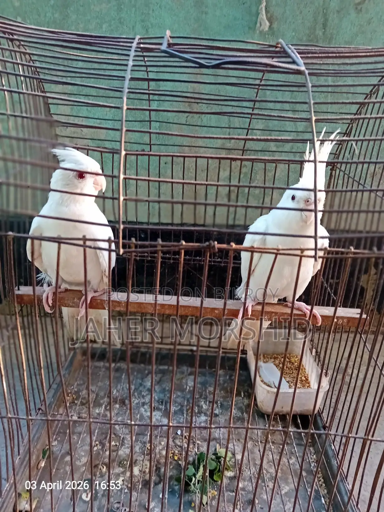 Albino Red Eye Cockatiel pair for sale.