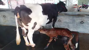 Buy Cow No. 1166 for Farming.