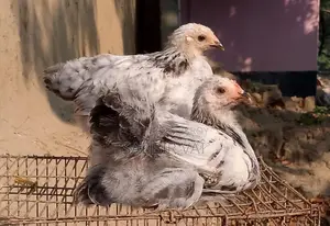 ব্রাহমা মুরগ