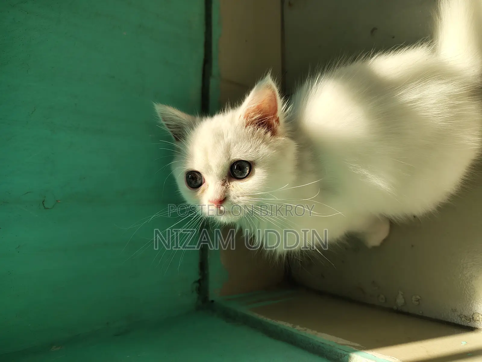 Traditional Persian Cat with Blue Eyes