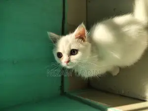 Traditional Persian Cat with Blue Eyes