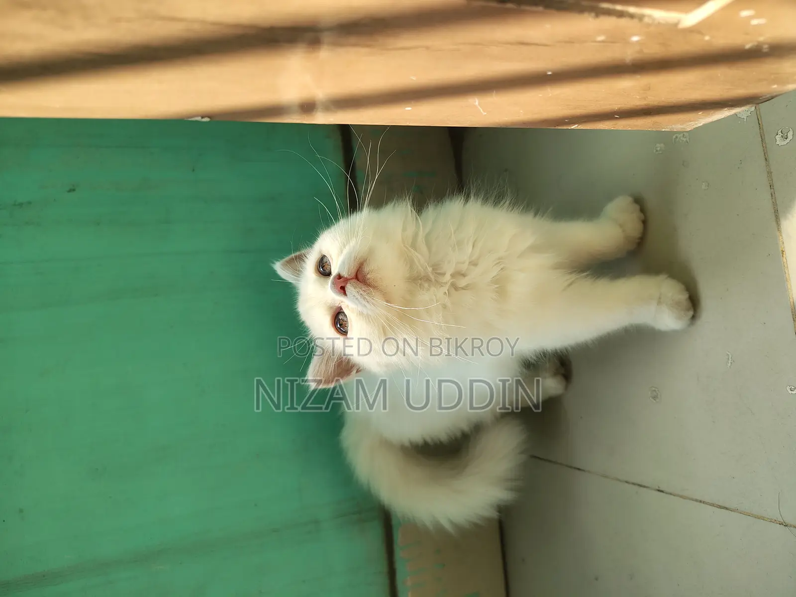 Traditional Persian Cat with Blue Eyes
