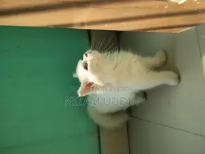 Traditional Persian Cat with Blue Eyes