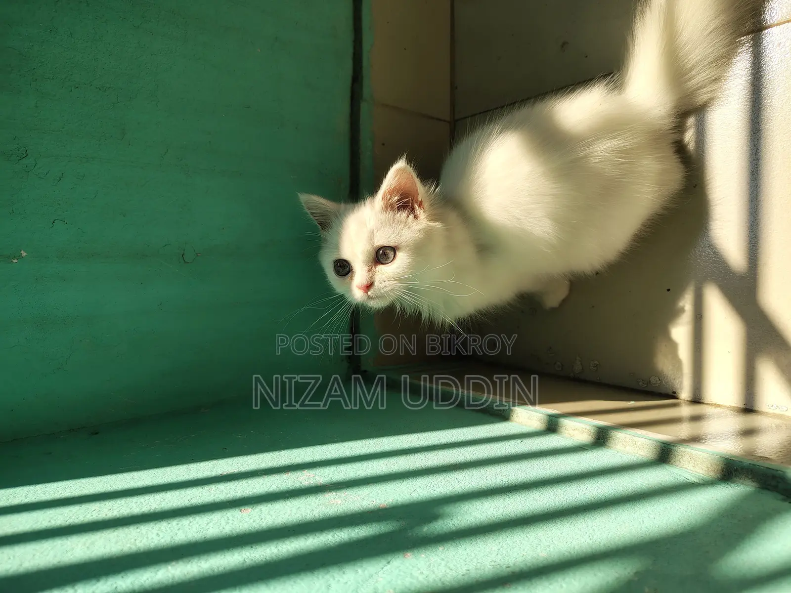 Traditional Persian Cat with Blue Eyes