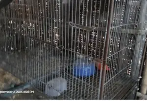 2 Chicken or Pigeon Cages for Sale