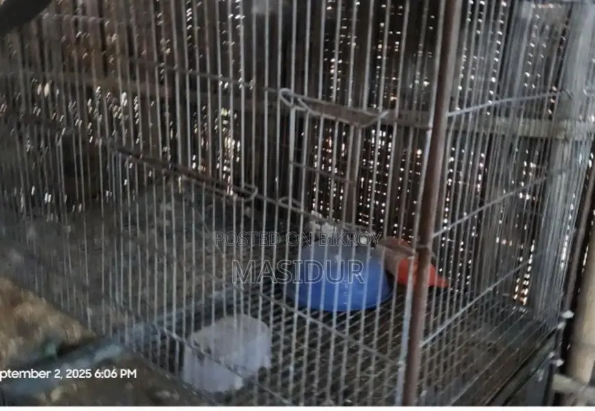 2 Chicken or Pigeon Cages for Sale