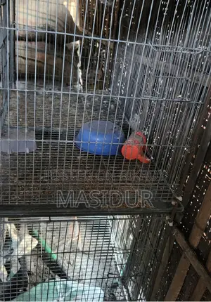 2 Chicken or Pigeon Cages for Sale