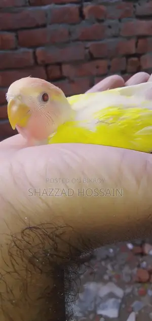 Love Bird Tame Size Baby 1 Pc