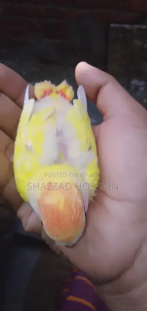 Love Bird Tame Size Baby 1 Pc