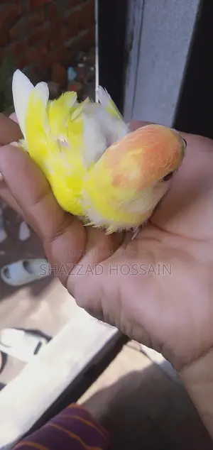 Love Bird Tame Size Baby 1 Pc