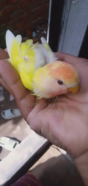 Love Bird Tame Size Baby 1 Pc