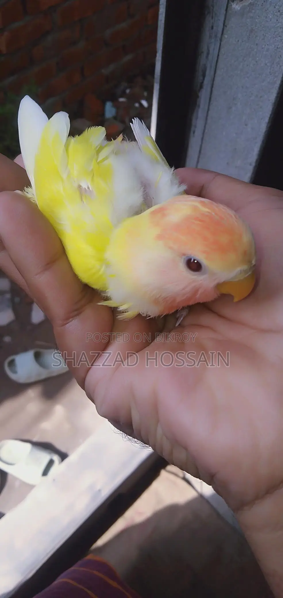 Love Bird Tame Size Baby 1 Pc