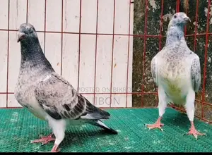 র‍্যাচার বেবি