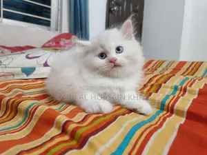 Traditional Persian Cat