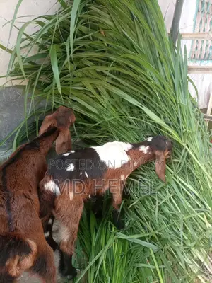 ঘাসের কাটিং বিক্রি করা হবে।
