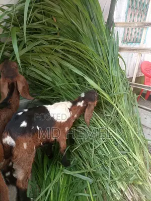 ঘাসের কাটিং বিক্রি করা হবে।