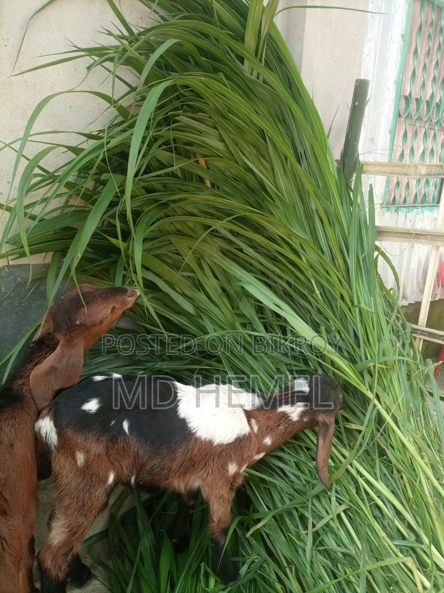 ঘাসের কাটিং বিক্রি করা হবে।