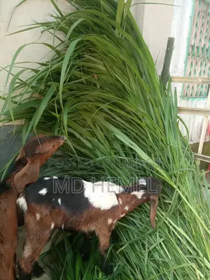 ঘাসের কাটিং বিক্রি করা হবে।