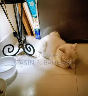 Premium White Persian Cat For Sale (female)