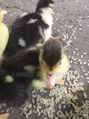 Muscovy Ducklings