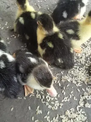 Muscovy Ducklings