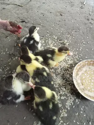 Muscovy Ducklings