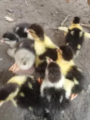 Muscovy Ducklings