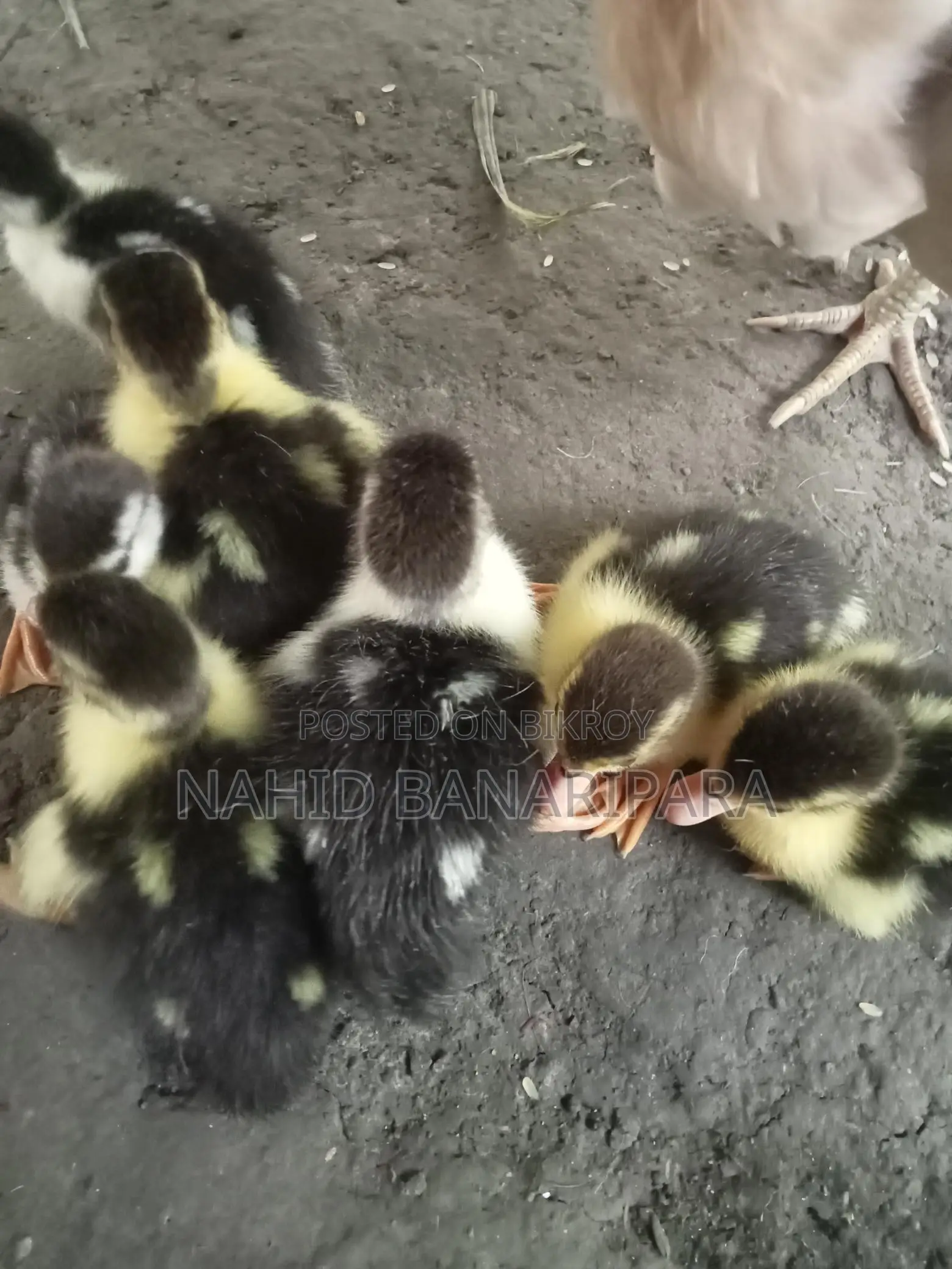 Muscovy Ducklings