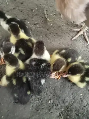 Muscovy Ducklings