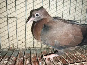 Archangel Pigeons