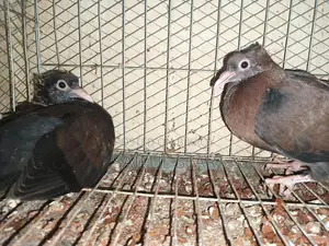 Archangel Pigeons