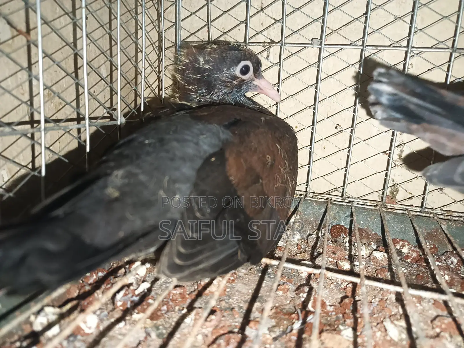 Archangel Pigeons