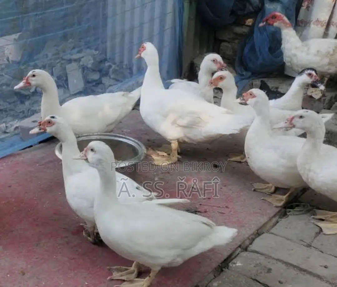 White Chinese Duck