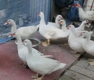 White Chinese Duck