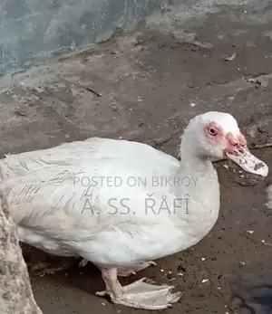 White Chinese Duck