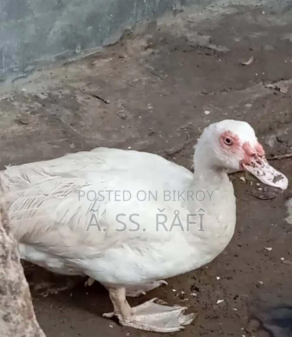 White Chinese Duck