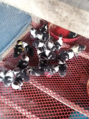 Muscovy Ducklings for Sale