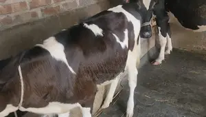 High-Quality Australian Female Calf for Sale