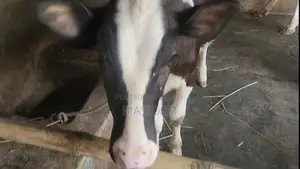 High-Quality Australian Female Calf for Sale
