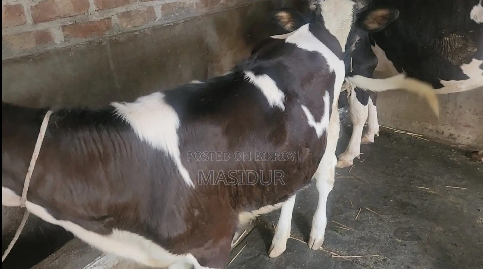 High-Quality Australian Female Calf for Sale