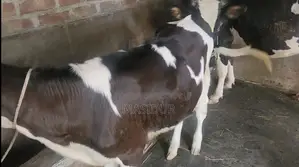 High-Quality Australian Female Calf for Sale